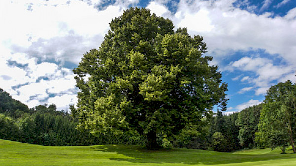 Verantwortungsbewusstes Investieren wird Mainstream