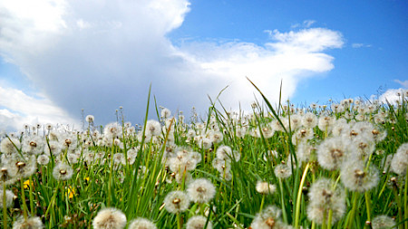 Bild: Alf Loidl/pixelio