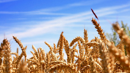 Bild: Rainer Sturm (Pixelio)