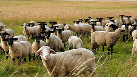 Bild: Rosel Eckstein, Pixelio