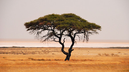 Bild: Hans-Jürgen Spengemann (Pixelio)