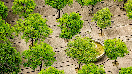 Urban trees. (Bild: Pixabay)