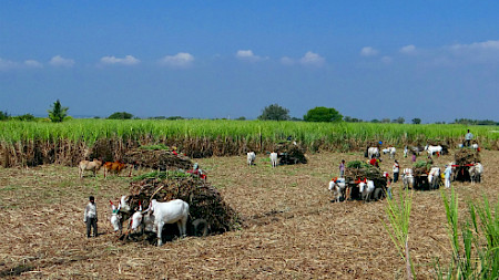 Kleinbauern aus Südindien (Bild: Pixabay)