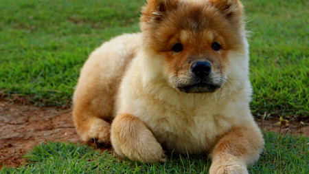 Ein chinesischer Chow Chow Hund. Bild: Pixabay