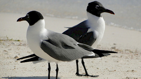 Very different views on MiFID II. Picture: Pixabay