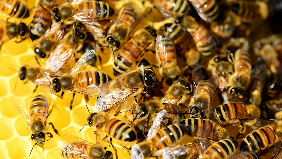 Viele Kredite kommen nicht mehr von einem Schwarm von Kreditgebern, sondern von einzelnen Investoren. Bild: Pixabay