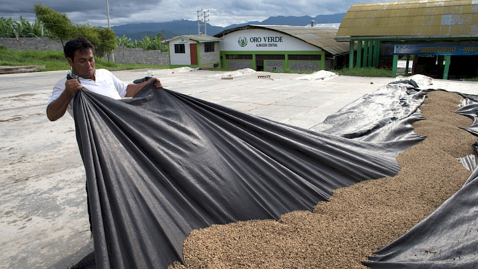 Ein Kaffee-Farmer legt die Ernte aus: Ein von Responsability gemanagter Private-Debt-Fonds unterstützt in Entwicklungsländern eine ethisch einwandfreie Kaffeebeschaffung und landwirtschaftliche Betriebe entlang der gesamten Wertschöpfungskette. (Bild: ZVG)