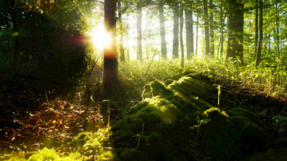 Nachhaltigkeit ist für Anleger wichtig, doch die Beratung fehlt. (Bild: zvg)