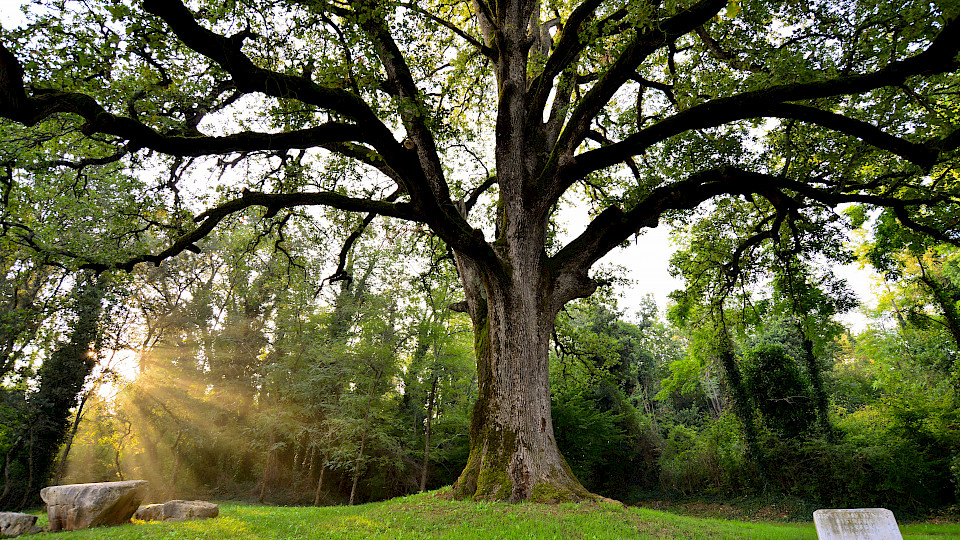 Durch Diversifikation wollen Versicherungen ihre Portfolios robuster machen. (Bild: shutterstock.com/Jurij108)