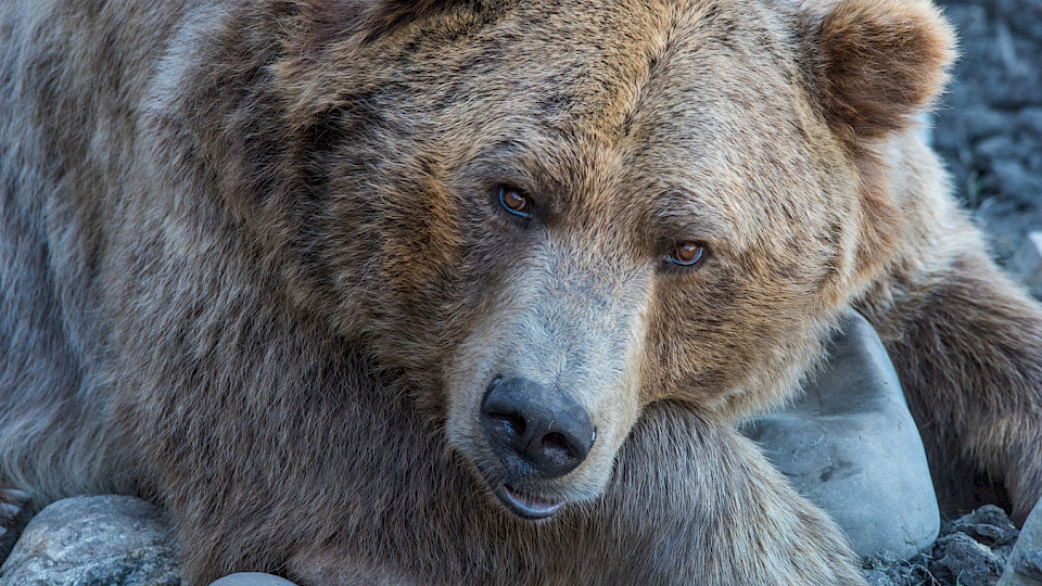 Der Bär wird sich gedulden müssen; der Bullenmarkt wird wohl weiterhin bestehen bleiben. (Bild: unsplash)