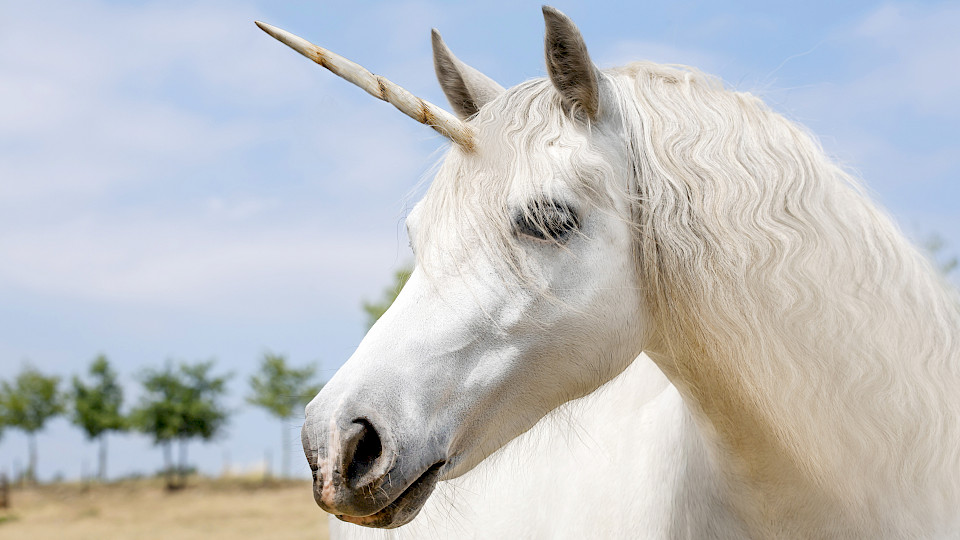 Gleich vier Schweizer Startups dürfen sich neu mit dem Unicorn-Status schmücken. (Bild: Shutterstock.com)