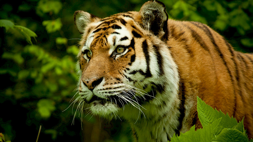 Autos sind gefährlicher! (Bild: Shutterstock.com)