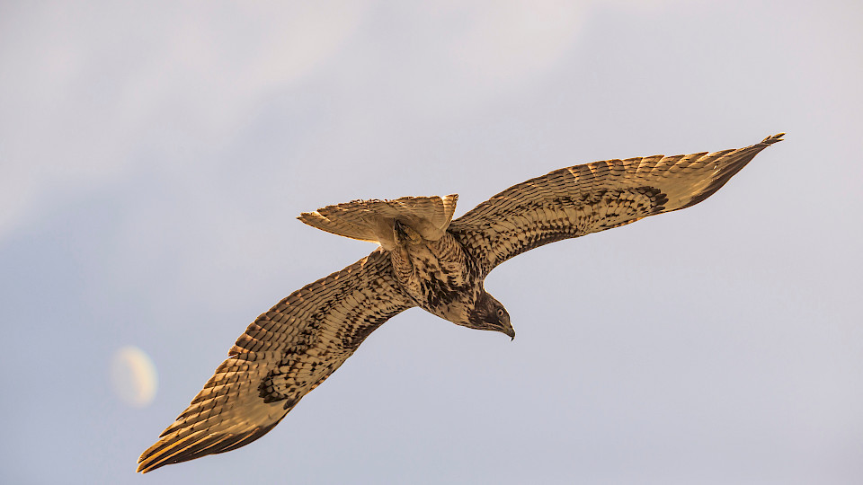 Folgen der Coronavirus-Pandemie: Enorme Volatilität bestimmt den Börsenalltag. (Bild: Shutterstock.com/Thomas Morris)