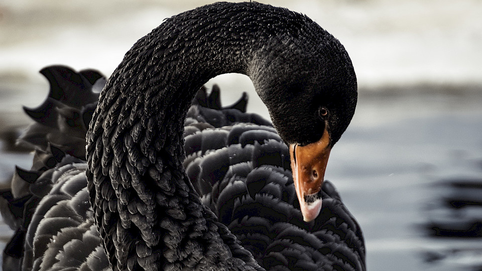 Ein "Schwarzer Schwan" gilt als Metapher für seltene und kaum vorhersehbare Ereignisse. (Bild: ZVG)