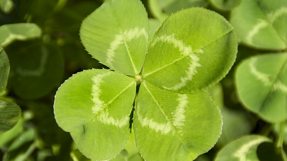Die Zürich Anlagestiftung ergänzt ihre gemischten Portfolios mit dem Profil Dynamisch.
