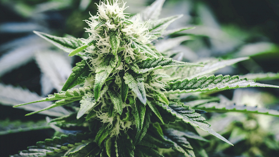 HANetf legt ersten ETF für medizinisches Cannabis an der Schweizer Börse auf. (Bild: Shutterstock.com/OpenRangeStock)