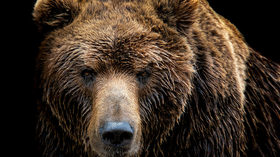 Wie lange wird diese Rally an den Börsen in einem eigentlichen Bärenmarkt-Umfeld wohl noch dauern? (Bild: Shutterstock.com/Lubos Chlubny)