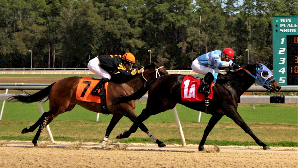 Schweizer Fonds haben seit 2020 gegenüber den Niederlanden die Nase vorn. (Bild: Shutterstock.com/Floridian)