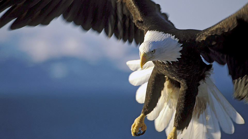 Renten im Sinkflug: Angehende Pensionäre und Pensionärinnen sollten das individuelle Sparen im Auge behalten wie der Adler auf Beutefang. (Bild: Shutterstock.com/rokopix)