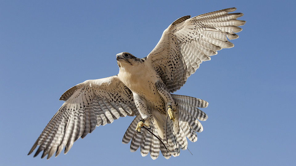 Der Schweizer Fondsmarkt profitiert auch vom anhaltenden Aufwind an den Börsen. (Bild: Shutterstock.com/Katiekk)