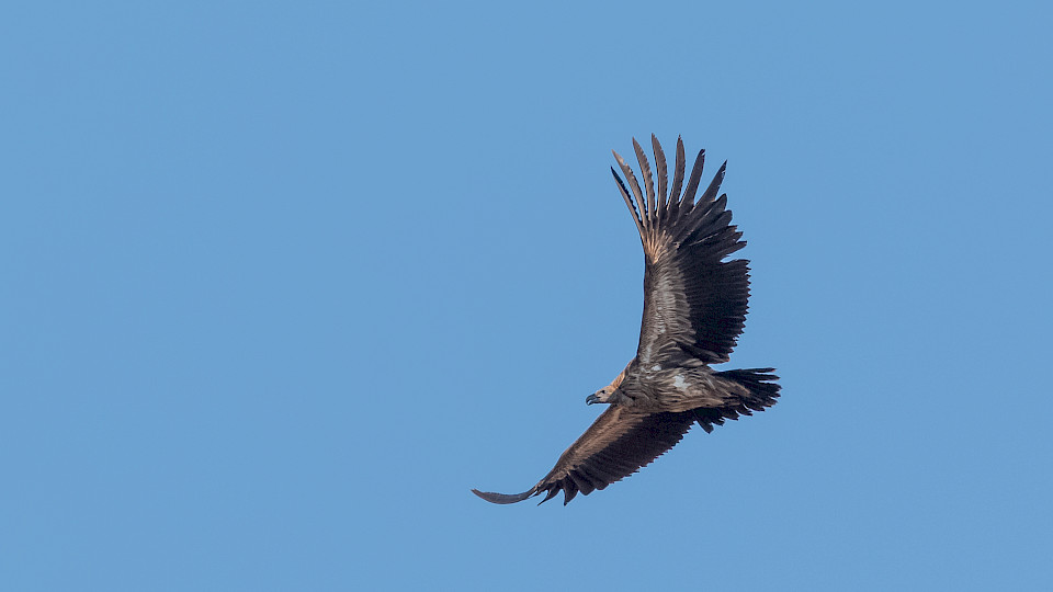"Zombie"-Unternehmungen sind Firmen, die nur aufgrund der Finanzspritzen vorerst weiterleben. (Bild: Shutterstock.com/Haridwar)