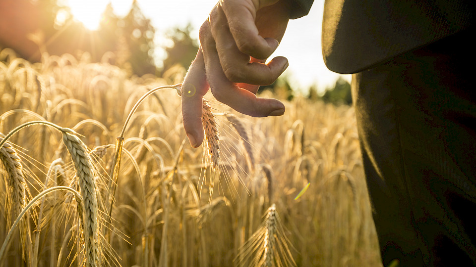 Die neue thematische Anlagestrategie von BNY Mellon IM setzt auf die Zukunft: Darunter werden Titel bevorzugt, die von der Revolution in der Lebensmittelproduktion profitieren dürften. (Bild: Shutterstock.com)