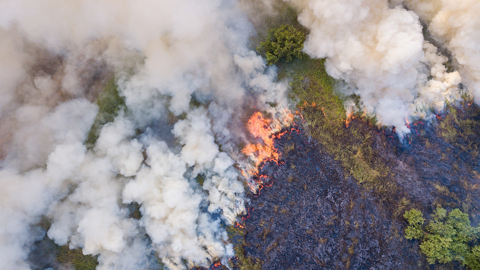 Die Abholzung der Regenwälder birgt Risiken für Investorinnen und Investoren, die Staatsanleihen der betroffenen Länder im Portfolio haben. (Bild: Shutterstock.com/apiguide)
