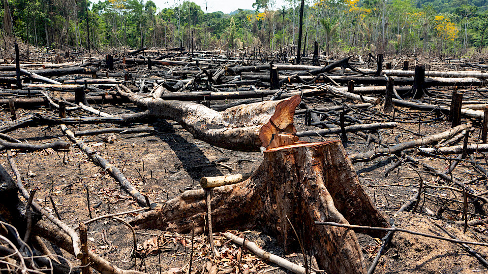 Waldrodungen ohne gleichwertigen Ersatz führen zu anthropogenem THG-Ausstoss, weil der in der Biomasse gespeicherte Kohlenstoff damit früher oder später in der Atmosphäre landet. (Bild: Shutterstock.com/Paralaxis)