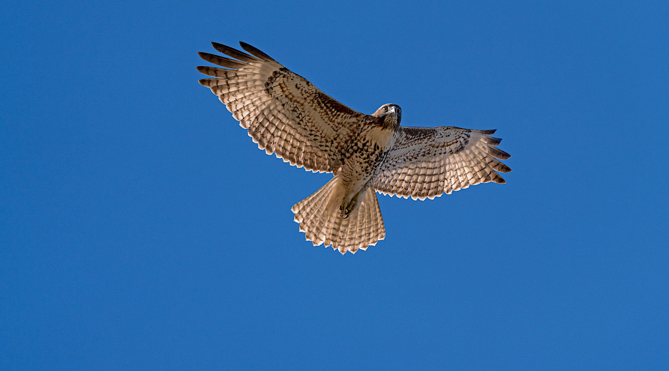 Das KOF-Konjunkturbarometer ist im starken Aufwind. (Bild: Shutterstock.com/Kgrif)