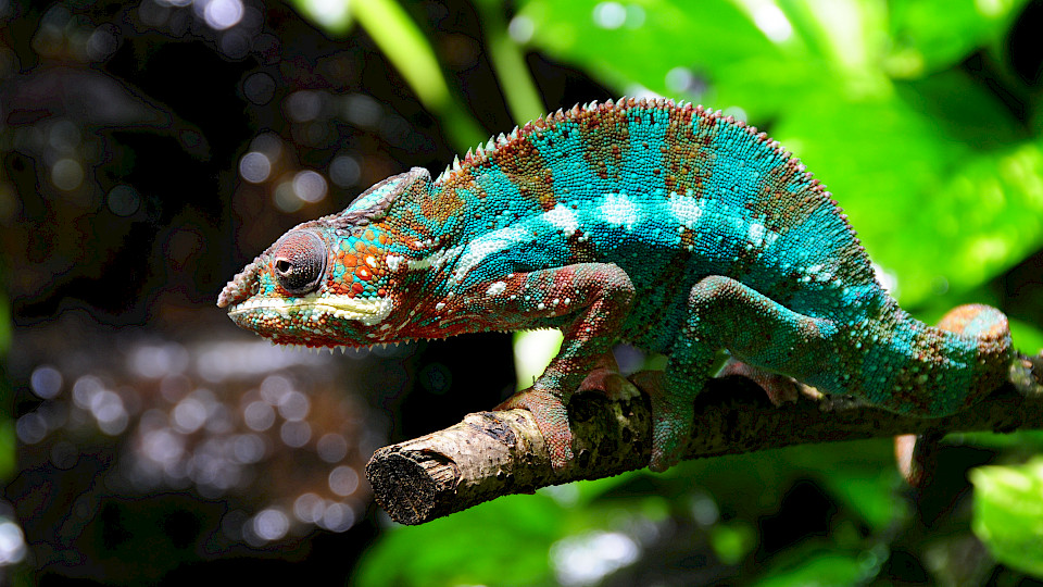 Eine Investition in Wandelanleihen lohnt sich insbesondere in Zeiten steigender Zinsen. (Bild: zVg)