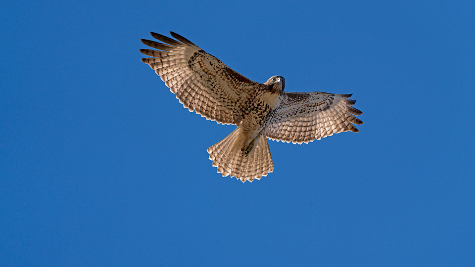 Der Schweizer Fondsmarkt erlebte im ersten Halbjahr 2021 erfreulichen Aufwind. (Bild: Shutterstock.com/Kgrif)