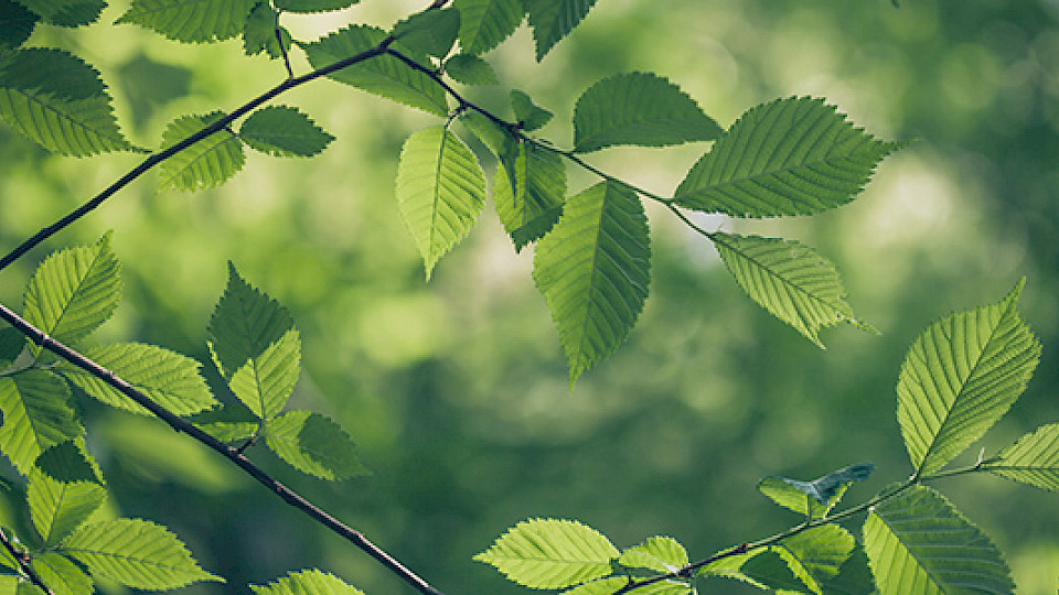 Klimaschutz schlägt sich im Anlegerverhalten zunehmend nieder. (Bild: zvg)