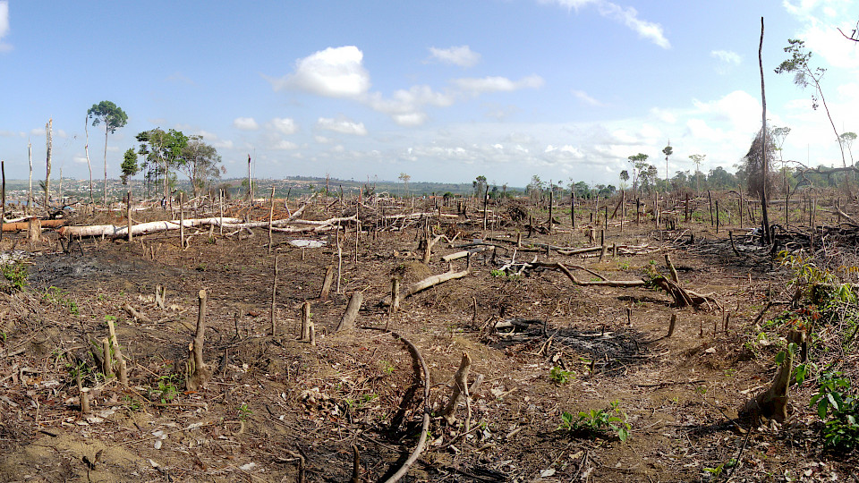 Wegen Feuerrodungen und Abholzungen zur Schaffung von Landwirtschaftsflächen wandeln sich CO2-Senken zu CO2-Quellen. (Bild: Shutterstock.com/Tarcisio Schnaider)