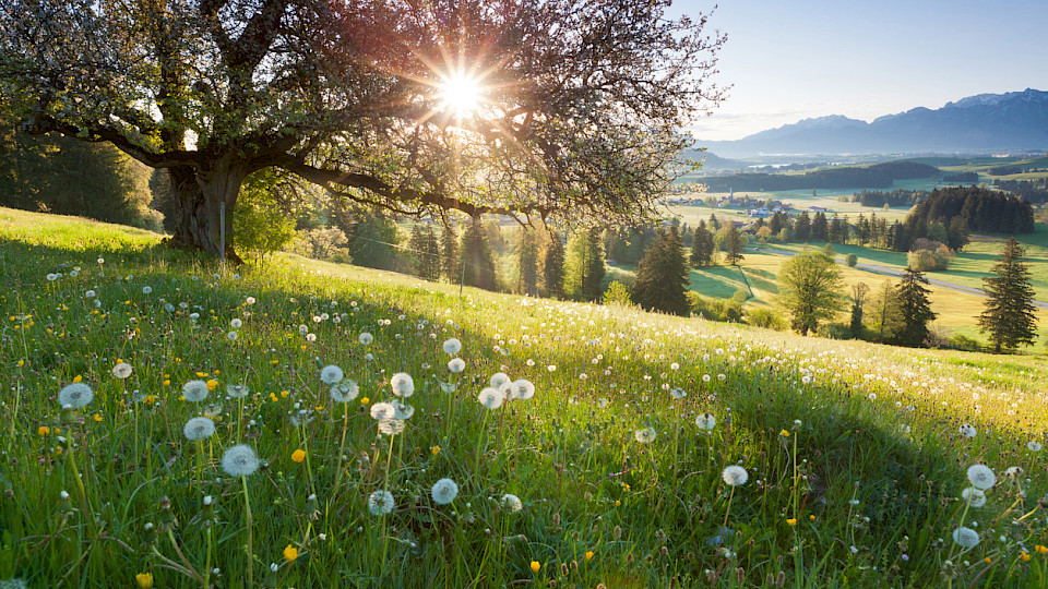 Dem Finanzsektor und der Asset-Management-Branche kommt laut Robeco eine entscheidende Rolle dabei zu, einen weiteren Verlust von biologischer Vielfalt zu verhindern. (Bild: iStock)