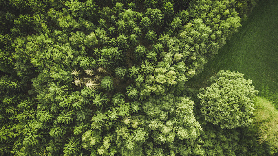 Ökologische Aspekte dominieren das Interesse an ESG nach wie vor. (Bild: Shutterstock.com/Nnamdi David Ekwegba)