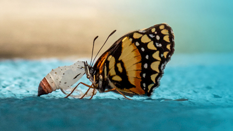 RobecoSAM Global SDG Engagement Equities nutzt 100% aktive Einflussnahme in den Unternehmen. (Bild: Robeco)