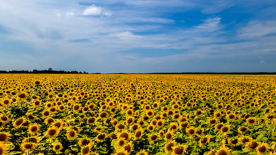 Der Mangel an Sonnenblumenöl ist schon deutlich bemerkbar. (Bild: GettyImages)