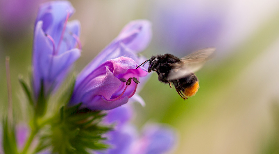 Wildbienen sind bedroht. Sie tragen wesentlich zur Artenvielfalt und einem gesunden Ökosystem bei. (Bild: Shutterstock.com/Cherryblossom)