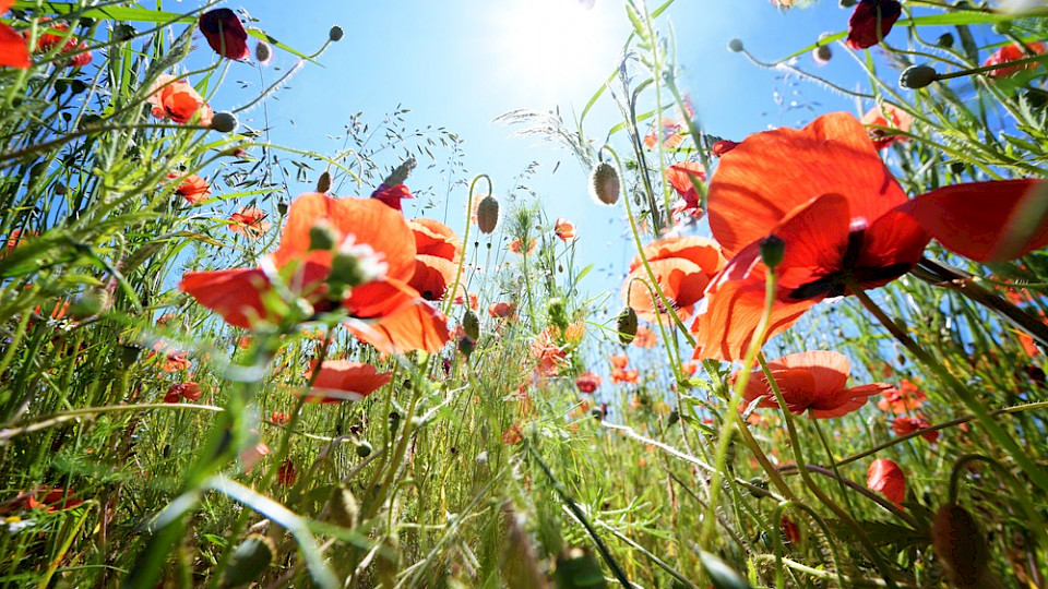 Der Erhalt der Artenvielfalt ist von existenzieller Bedeutung für die Menschheit (Bild Shutterstock/Superstar)