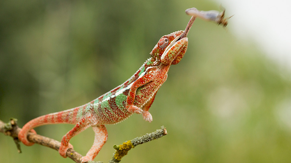 Wer sich dem Umfeld anpassen kann, hat in einem dynamischen Umfeld Vorteile (Bild: shutterstock / Zaruba Ondrej)