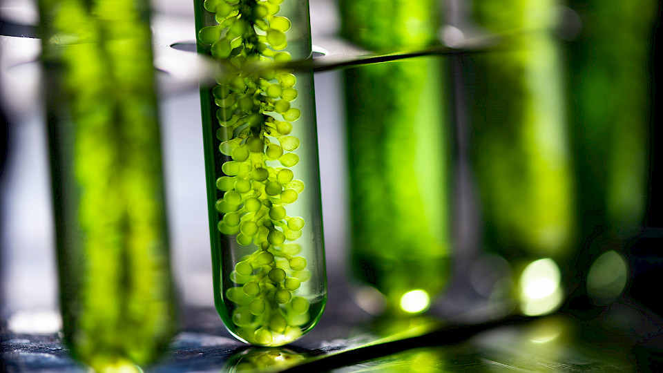 Vanguard zieht sich aus einer wichtigen Branchen-Initiative zurück. Im Bild Tests mit Algen zur Energieproduktion. (Bild Shutterstock/Chokniti-Studio)