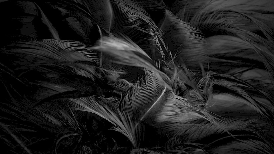 Robeco sieht ziemlich schwarz, das Sustainable Multi-Asset Solutions Team hebt zehn mögliche «Schwarze Schwäne» hervor. (Bild Shutterstock/nadtytok)