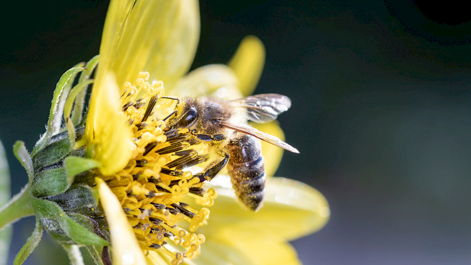 Ohne Bienen und Bestäubung würden allein in den USA Verluste von knapp 30 Milliarden Dollar pro Jahr entstehen. (Bild Shutterstock/Dirk Daniel Mann)