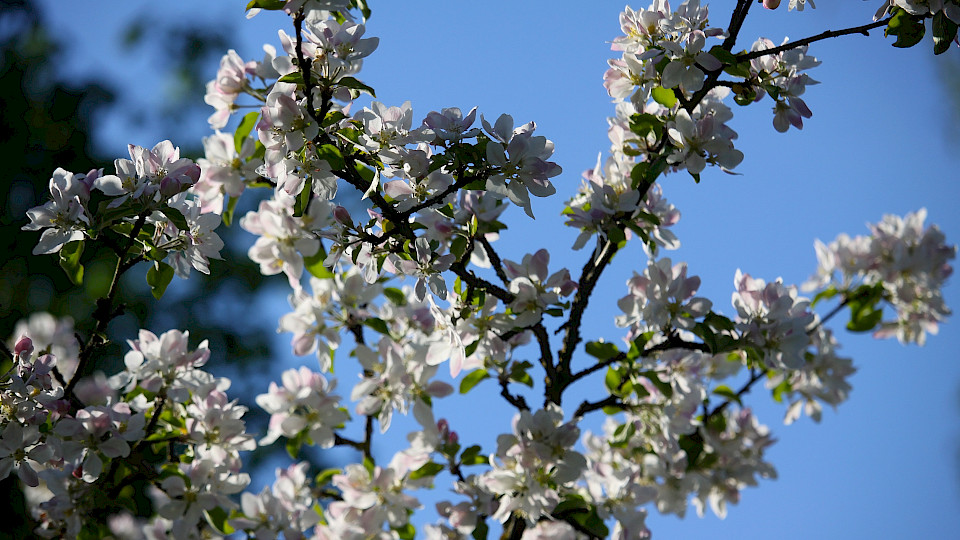 Überleben die Frühlingsknospen am Schweizer Fondsmarkt die SVB-Kältewelle? (Bild: shutterstock / neroli).