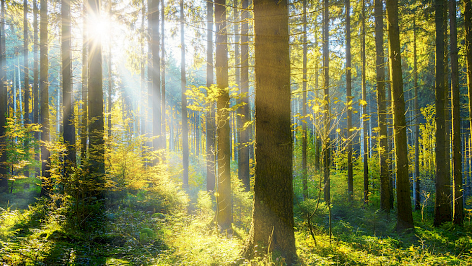 Der Tracker setzt auf nachhaltig bewirtschafteten Wald. (Bild pd)