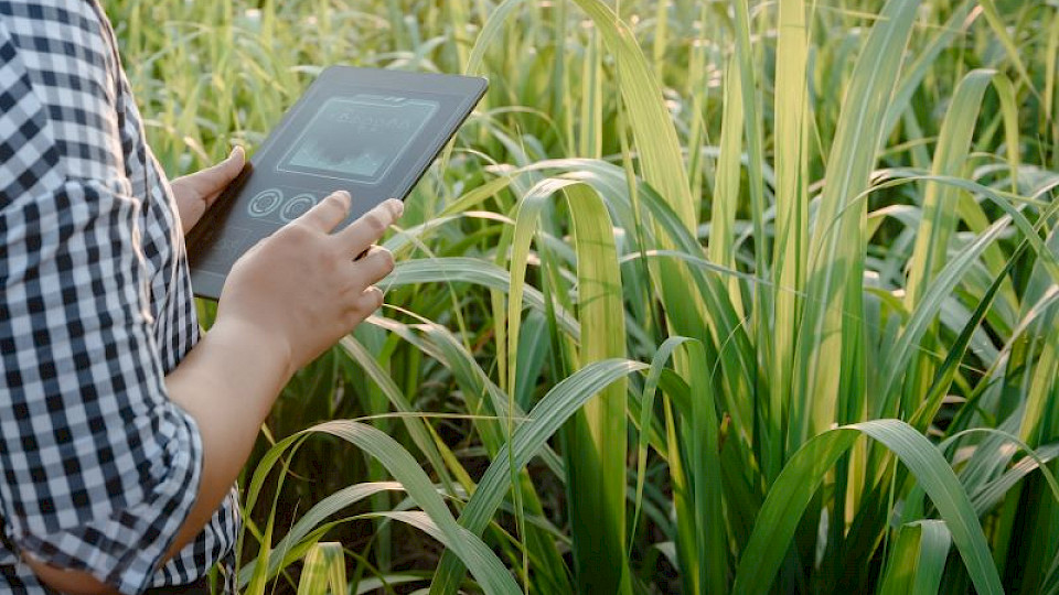 Die Studie so zeigen, wie mithilfe bioakustischer Technologien und künstlicher Intelligenz die Biodiversität auf unterschiedlich intensiv genutzten Flächen gemessen und überwacht werden kann. (Bild pd)