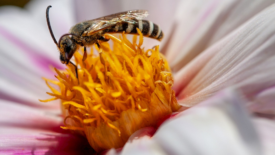 Marketing Kommunikation: Der Finanzierungsbedarf für Biodiversität bis 2030 beläuft sich nach Schätzungen auf 722 bis 967 Milliarden US-Dollar pro Jahr. (Bild Shutterstock/marian.galicia)