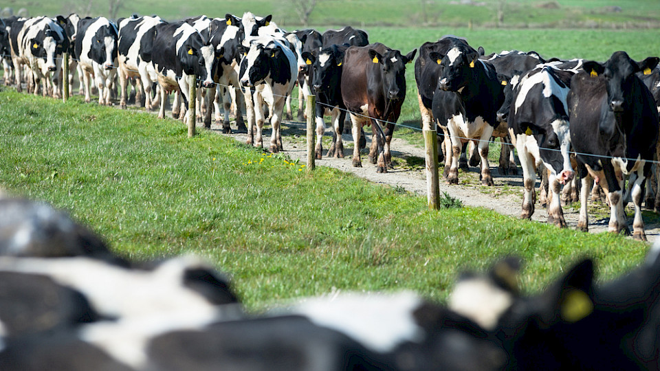 Die irische Regierung will deutlich weniger Kühe, das könnte jährlich 200 Millionen Euro kosten. (Bild Shutterstock/gabriel12)