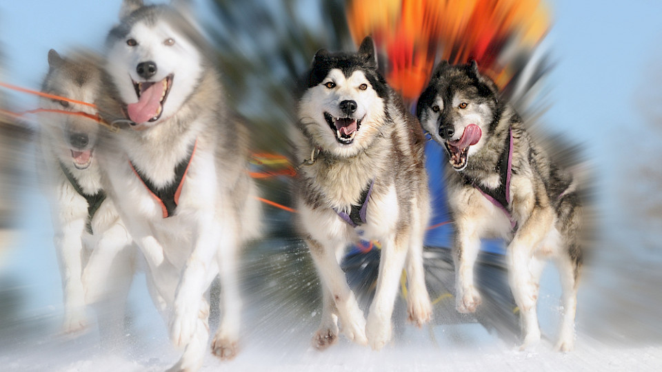 Eine Fahrt mit dem Hundeschlitten steht ganz weit vorne in der Wunschliste von Herr und Frau Schweizer. (Bild anetapics/Shutterstock)