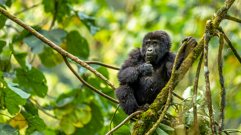 Besucherinnen und Besucher von Ugandas Nationalparks müssen für Gorilla-Tracking künftig mehr bezahlen. (Bild Gunter Nuyts/Shutterstock)
